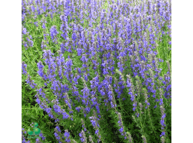 Hyssopus officinalis